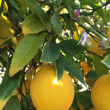 Lemon Tree Hotel Seget Donji ภายนอก รูปภาพ