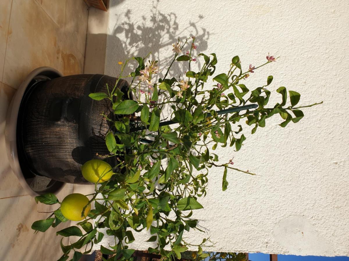 Lemon Tree Hotel Seget Donji ภายนอก รูปภาพ