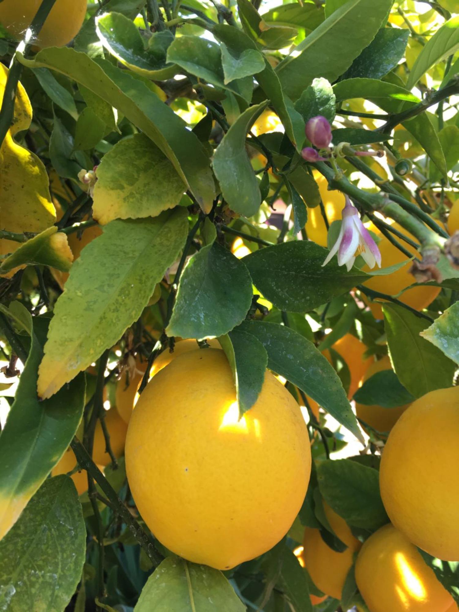 Lemon Tree Hotel Seget Donji ภายนอก รูปภาพ